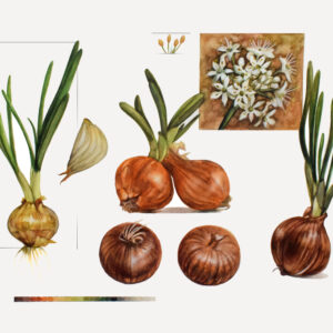 Onions-watercolor painting