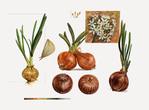Onions-watercolor painting