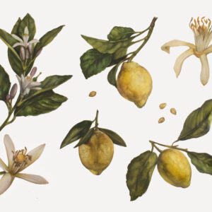 Lemons-watercolor painting