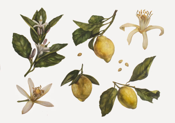 Lemons-watercolor painting