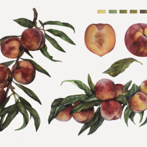 Peaches-watercolor painting