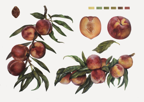 Peaches-watercolor painting