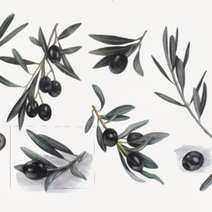 Black olives-watercolor painting