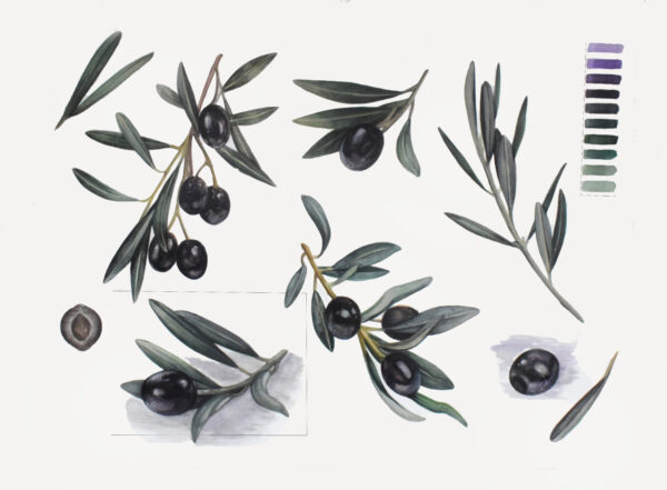 Black olives-watercolor painting