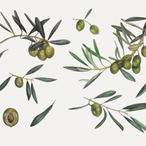 Green olives-watercolor painting