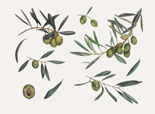 Green olives-watercolor painting