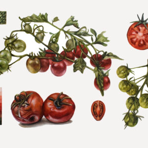 Tomatoes-watercolor painting
