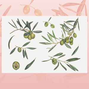 Green olives-watercolor painting