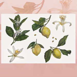 Lemons-watercolor painting