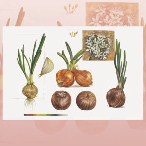 Onions-watercolor painting