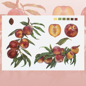 Peaches-watercolor painting