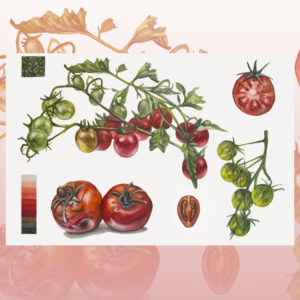 Tomatoes-watercolor painting