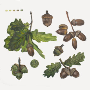 Acorn-watercolor painting