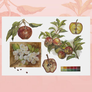 Apple-watercolor painting