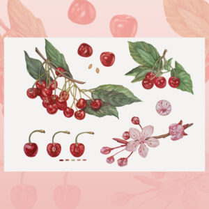 Cherry-watercolor painting