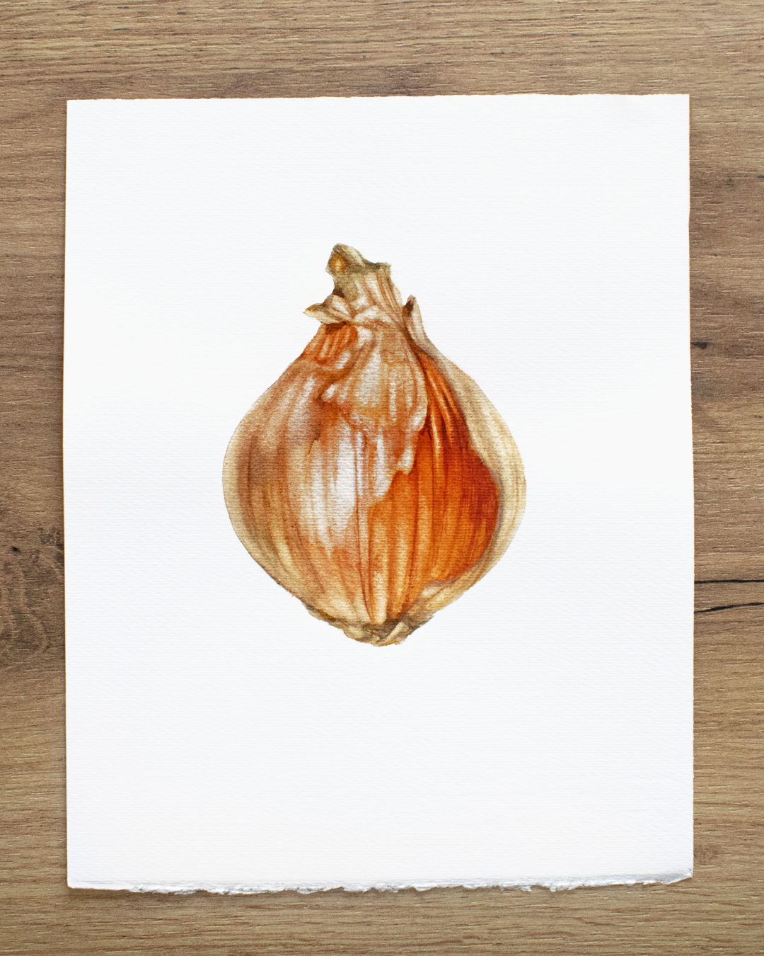 Onion-watercolor painting (2) - Image 3