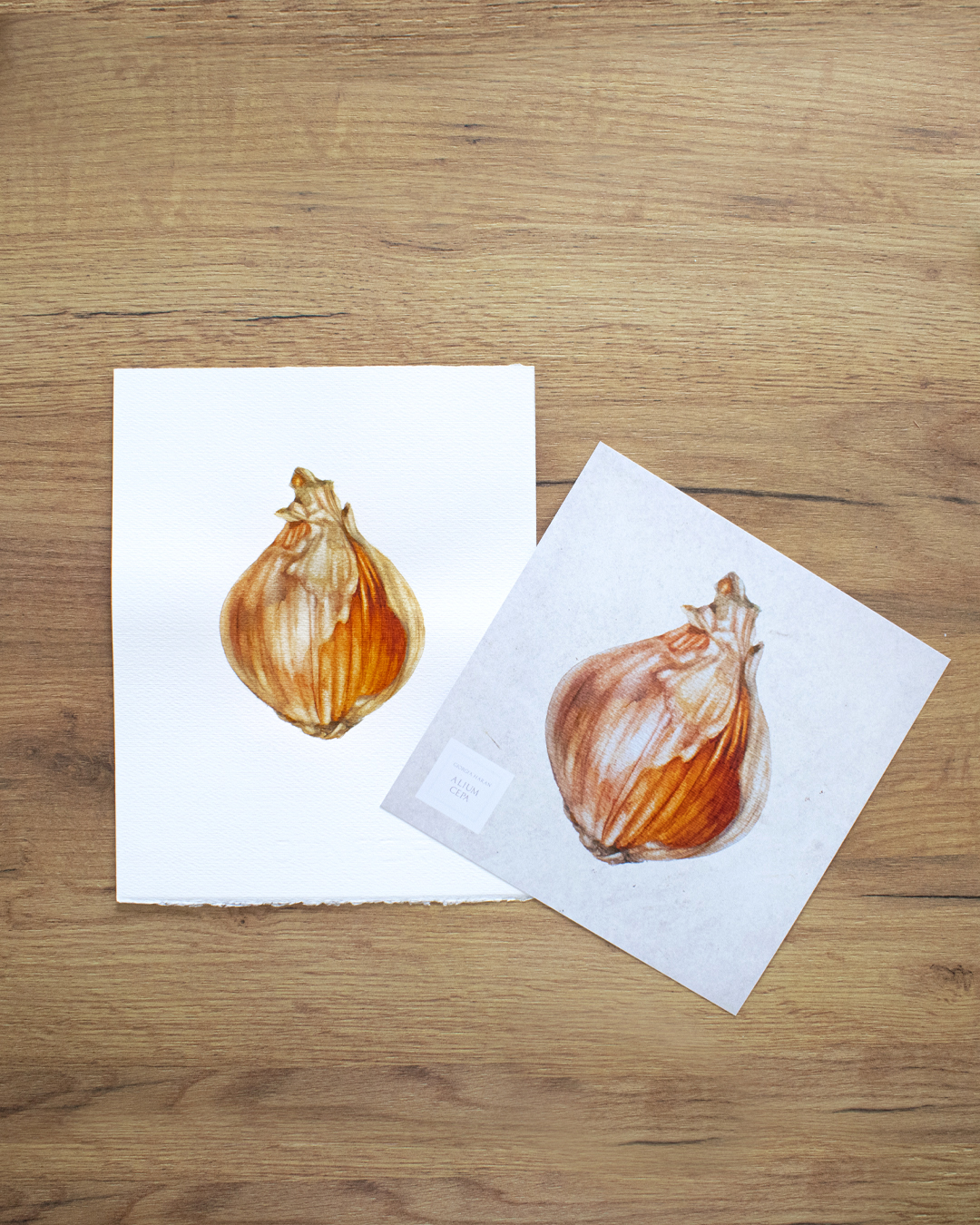 Onion-watercolor painting (2) - Image 2