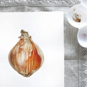 Onion-watercolor painting (2)