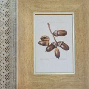 Acorn Print
