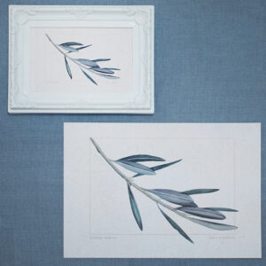 oliveshop_0002_Layer 2