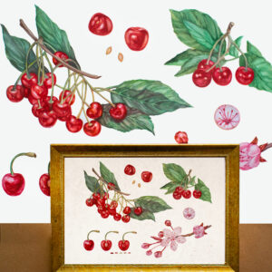 Cherries-Limited Edition Print