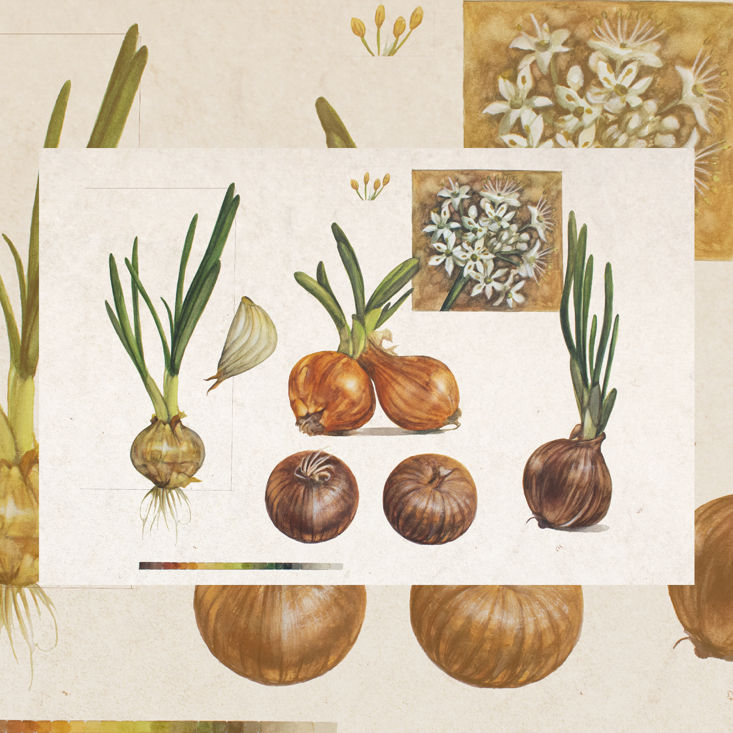 Onions-Limited Edition Print - Image 2