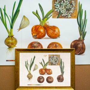Onions-Limited Edition Print