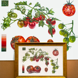 Tomatoes-Limited Edition Print