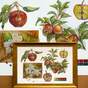 Apples-Limited Edition Print